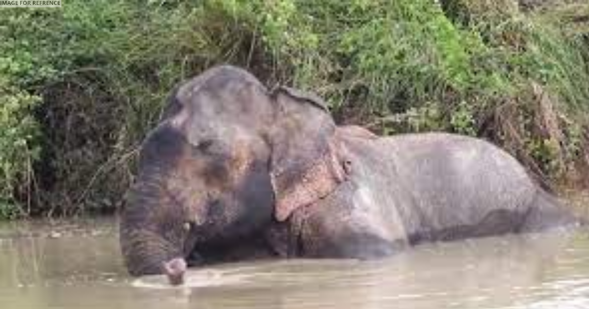 Assam: Injured tusker responds positively to special treatment, shows remarkable recovery